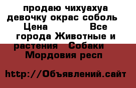 продаю чихуахуа девочку,окрас соболь › Цена ­ 25 000 - Все города Животные и растения » Собаки   . Мордовия респ.